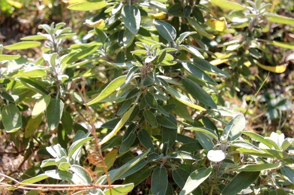 Sage growing among the undergrowth